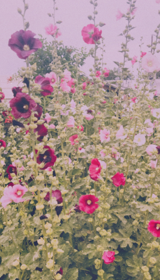 Heirloom Hollyhock Seeds